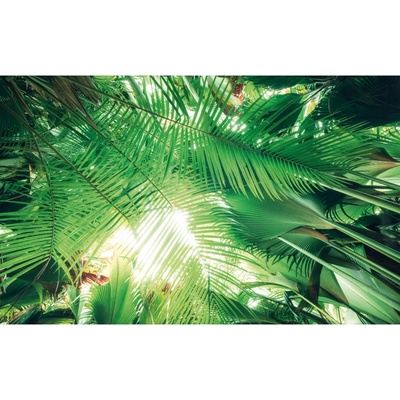 Komar Vliesová fototapeta Dschungeldach I 450 x 280 cm
