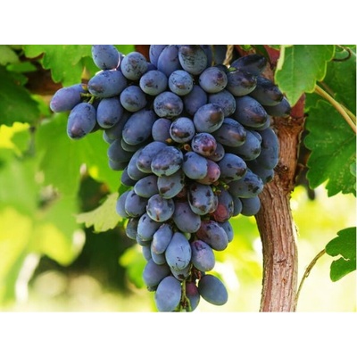 Vinič stolový bezsemenný Black Magic vyviazaný, výška 40-60 cm, kvetináč 2 l