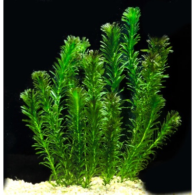 Elodea densa - svazek – Sleviste.cz