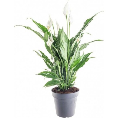 Lopatkovec, Spathiphyllum, průměr květináče 19 cm