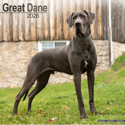 Great Dane Euro Square Dog Breed Wall 16 Month 2026