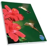 SKAG Тетрадка Wild Animals AR, спирала, 2 теми, 17 х 25 cm, 60 листа, колибри (LEGACY-126865)