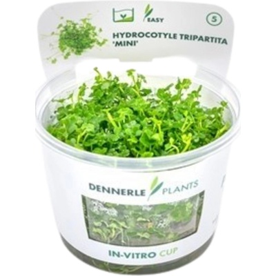 Hydrocotyle tripartita Mini