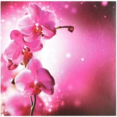 Lowlands s.r.o. Přání do obálky 3D Orchidej