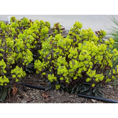 Mliečnik mandľovitý Purpurea - Euphorbia, kont. 0,5 l