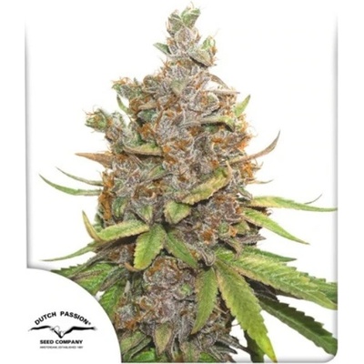 Dutch Passion AUTO Glueberry O.G. semena neobsahují THC 100 ks