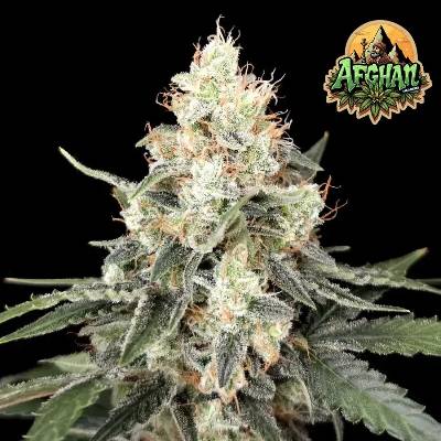 Ganja Farmer Afghan Auto semienka neobsahujú THC 5 ks