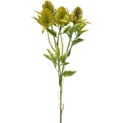 ZELEŇ ERYNGIUM-BODLIAK ZELENÝ 27CM