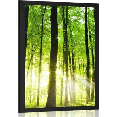 Plakát svěží zelený les - 20x30 black