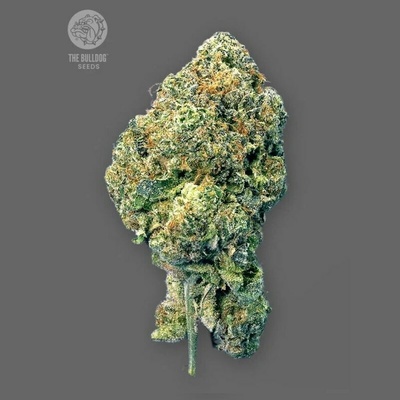 The Bulldog Seeds Runtz semienka neobsahujú THC 3 ks