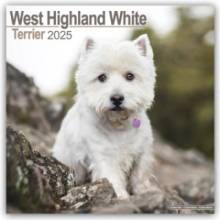 West Highland White Terrier Westies 16-Monats 2025