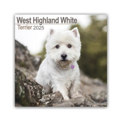 West Highland White Terrier Westies 16-Monats 2025