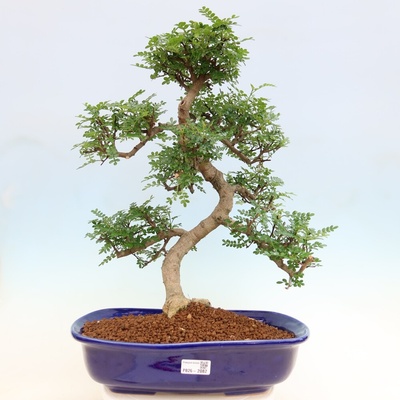 e-bonsai Pokojová bonsai - Zantoxylum piperitum - pepřovník