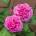 David Austin® Роза Gertrude Jekyll® - David Austin®