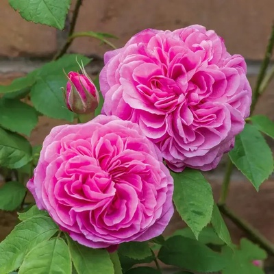 David Austin® Роза Gertrude Jekyll® - David Austin®
