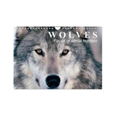 Wolves Faces of social hunters Wall DIN A4 landscape, CALVENDO 12 Month Wall 2027