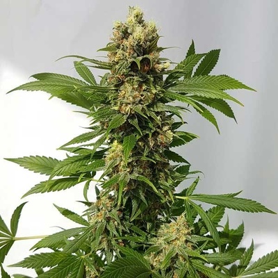 Freedom Of Seeds Guerrilla Ryder AUTO regular semena neobsahují THC 5 ks