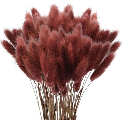 60 ks sušené pampasové trávy sušený lagurus – Zboží Mobilmania
