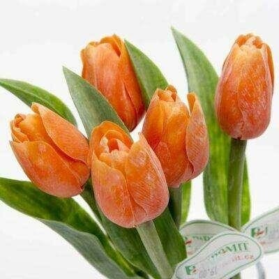 Kristian Samson Tulipán kus 40cm oranžový F244-O1
