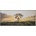 Obraz SHADOW 59x134cm Strom