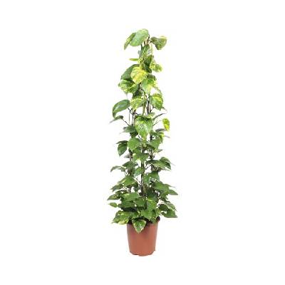 Šplhavnice pyramida FloraSelf Epipremnum pinnatum 'Aureum' výška 150-160 cm květináč Ø 35 cm