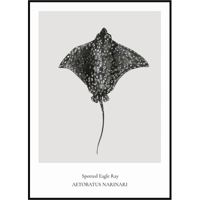 Jen tak z lásky Plakát Spotted Eagle Ray Rozměr plakátu: 30 x 40 cm