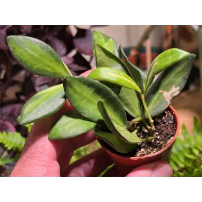 PlantBros flower Hoya burtoniae variegata
