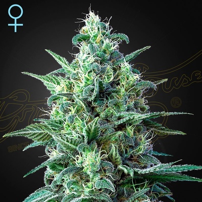 Green House Seeds White Widow AUTO CBD semena neobsahují THC 5 ks
