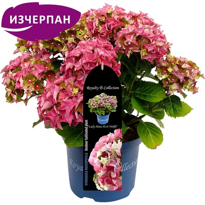 Royalty Collection® Lady Mata Hari Pink Royalty Collection® Хортензия macrophylla