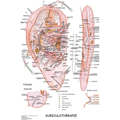 Vydavatelství Poznání Anatomický plakát - Aurikuloterapie 47 x 63 cm | CS, LA