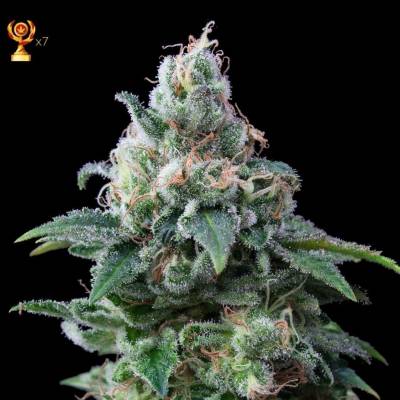 Exclusive Seeds Bank Amnesia semena neobsahují THC 3 ks