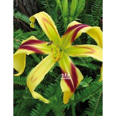 Lukon Glads Denivka FREE WHEELIN - hemerocallis