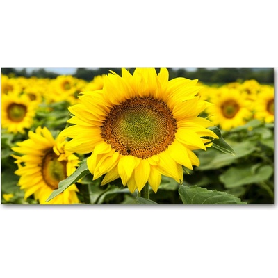 Foto obraz sklo tvrzené pole slnečníkov 100x50 cm