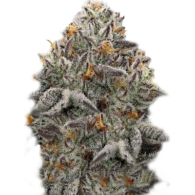 Super Strains Oreoz semena neobsahují THC 3 ks
