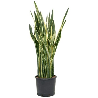 Sansevieria trifasciata laurentii 30/26 výška 125 cm