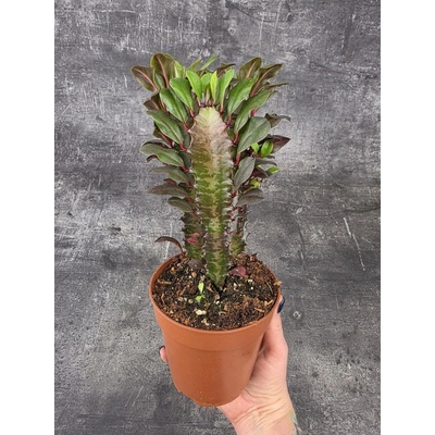 Euphorbia Trig Rubra