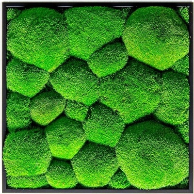 Gardners Mechový obraz 35x35 cm z kopečkového mechu, černá