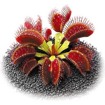 Aqua Art Dionaea muscipula Ring