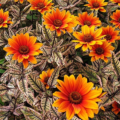Janeba "Orange Marble"