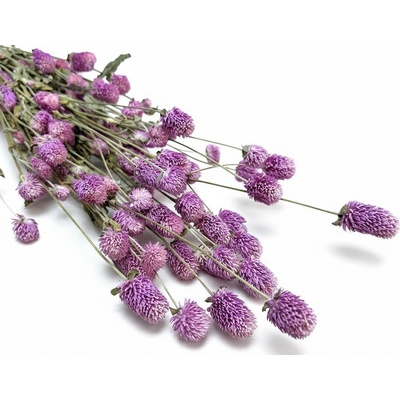 Gomphrena/Pestrovka sušená růžovofialová, svazek 45g