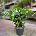 MONSTERA Taury 29/95cm