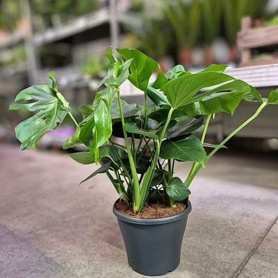 MONSTERA Taury 29/95cm