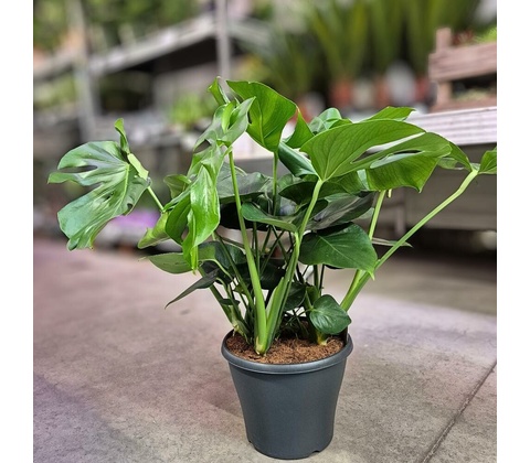 MONSTERA Taury 29/95cm