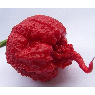 Chilli paprička Carolina reaper