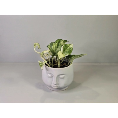 PlanBros flower Epipremnum Manjula "Happy Leaf"