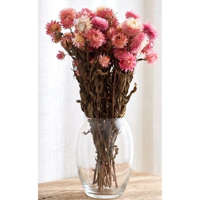 Helichrysum, slaměnka růžová/fuchsiová 50g