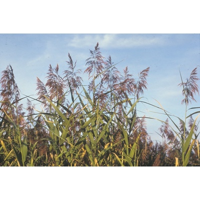 Phragmites australis