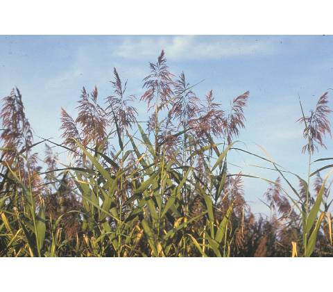 Phragmites australis