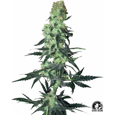 White Label Amnesia White regular semena neobsahují THC 10 ks