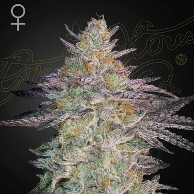 Green House SeedSuper Lemon Haze x GMO semienka neobsahujú THC 5 ks